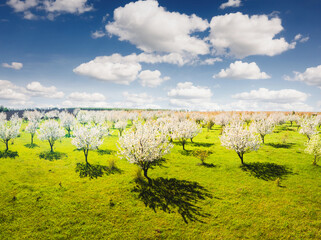 Sticker - Aerial photography of garden with lush flowering trees on a sunny day.