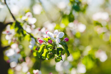 Wall Mural - White flowers of a blooming apple tree on a sunny day close-up.