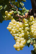 © yaqui_villegas - A luscious cluster of ripe white grapes hangs elegantly against a crisp blue sky in a vineyard, symbolizing abundance and the fruition of nature's labor