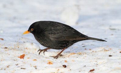 Black, bird and hungry in nature with snow for winter, wildlife and natural habitat or environment for animal. Blackbird, survival and outdoors in cold weather in Europe for adaptation and ice