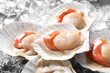 Fresh raw scallops with shells on ice cubes, closeup