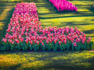 Wall Mural - Marvelous red tulip flower blooming in Keukenhof park. Superb spring scene of Holland Botanical garden, Lisse town, Netherlands, Europe. Beautiful floral background.