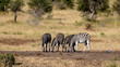 Small Burchell's Zebra herd drinking from a remote waterhole