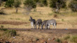 Four Burchell's Zebra drinking from a waterhole while one is on watch. 