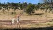 Lone Giraffe moving away from a remote water hole.
