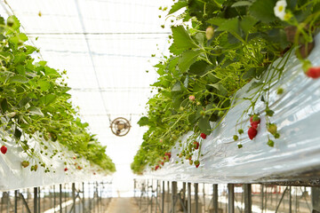 Sticker - Strawberry, strawberry farm in greenhouse	