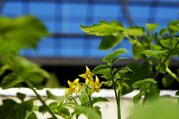 Close up of tomato flower blooming on agriculture garden, yellow floral on green leaf so pretty at vegetable farm