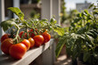 Sonnenbeschienene Tomaten und üppiges Basilikum auf dem Balkon – Einblick in die Vielfalt urbaner Balkongärten