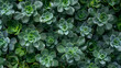 green echeveria succulent plants as background