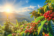 branch of ripe red coffee beans growing in mountain on sunny day