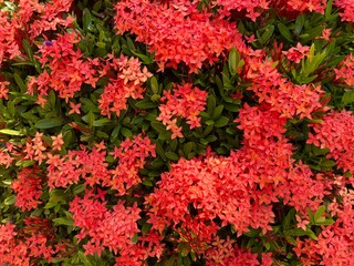 Wall Mural - Red Ixora flowers background and texture. Ixora commonly known as West Indian jasmine. Selective focus