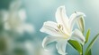 White lily bloom showcasing delicate petals and tranquil beauty in a serene garden setting