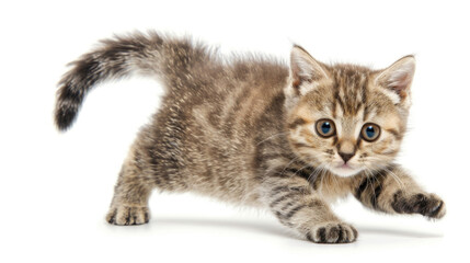 A small fluffy kitten is walking gracefully across a clean white surface