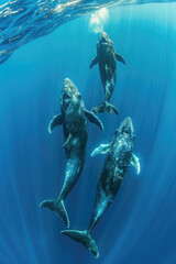 Wall Mural - Three humpback whales move gracefully underwater, sunlight filtering through the oceans surface