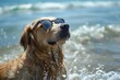 Golden retriever wearing sunglasses plays in the sea on a sunny day