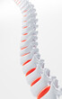 © 婷婷 季 - Human spine model, specification for human vertebrae model, 3d rendering.