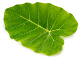 Fototapeta Sport - Green Colocasia leaf or Caladium leaf isolate on white background, Elephant Ear on white background with clipping path.
