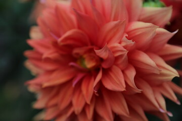 Closeup shot of a beautiful dahlia blossoming in the garden