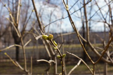 Wall Mural - Leafless branches of lilac with closed buds in March