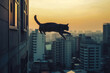 AI generated illustration of a cat jumping from a high-rise window at sunset