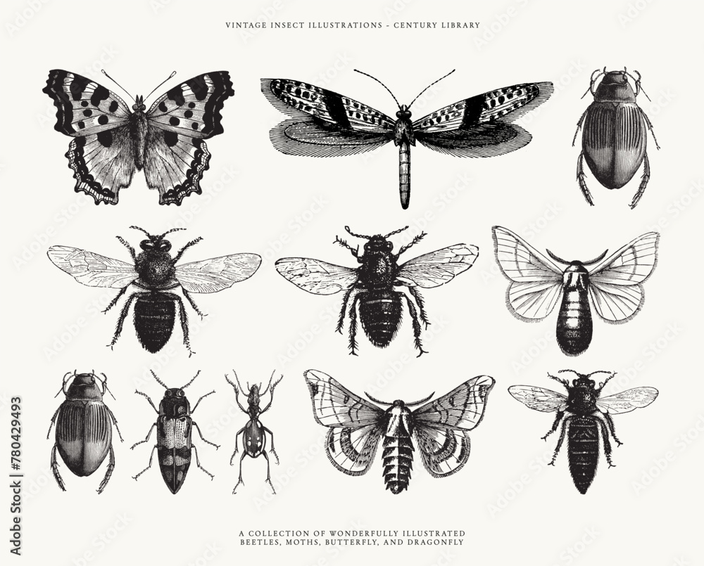 Set of Insect Line Art Illustrations - Isolated on a White Background ...