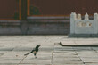 View of a crow on the ground in a square