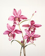 Pink Cattleya orchid on white 