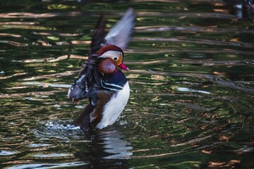 Beautiful duck playing in the water