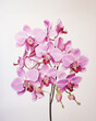 pink Cattleya orchid isolated on white background