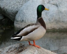 Closeup Of A Mallard Duck Perched On A Stone