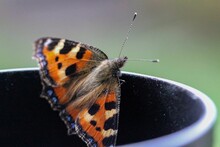 Closeup Of A Small Tortoiseshell Standing On The Black Object Green Blurred Background