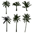 coconut tree silhouette collection