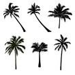 coconut tree silhouette collection