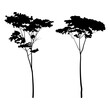 Albizia chinensis or commonly named silk tree silhouette collection