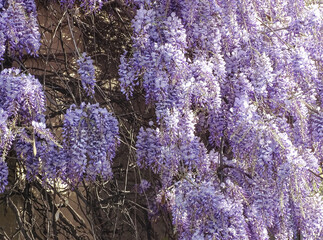 Wall Mural - Wisteria flowers in the spring in Romania