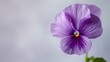 Delicate purple pansy flower with vibrant petals and detailed bloom in nature