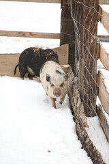 Wall Mural - Little pig in winter