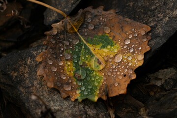 Closeup shot of a yellow fallen leaf with water drops on it in the forest