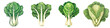 Bok Choy  2d Icon In Water Colour Hyperrealistic Highly Detailed Isolated On Transparent Background Png