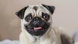 Close-up portrait of a cute Pug dog with a funny expression and wrinkled face