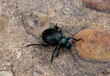 Timarcha balearica, Käfer, Insekten, Balearen, Mallorca