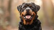 Close-up portrait of a friendly Rottweiler dog with bokeh background in nature