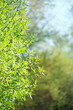 Fresh young green leaves tree, natural abstract background. Beautiful spring landscape in sunny day. template for design