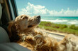 Happy summer lifestyle: Cute dog enjoys beach holiday