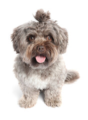 Wall Mural - Cute Maltipoo dog on white background. Lovely pet