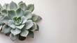 Echeveria succulent in close-up showcases nature's green botanical beauty and texture in a serene home environment