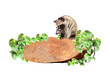 Vintage wooden board with liana branches, tropical leaves and Asian Palm Civet. Exotical decor with wood plank, jungle plants and Civet cat. Copy space for text. Isolated on white background