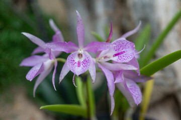 Wall Mural - White and purple orchids on green leaves background. Purple Guaria orchid