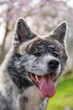 Akita inu dog with gray fur and open mouth in front of a pink cherry blossom tree with, vertical shot