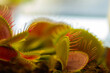 Dionaea muscipula , known as flytrap,